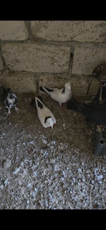 pişik bala: Bir cut kekilli boynu gullu balalar di — 1