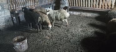 5 erkek 2 dişi quzu satlr qiymetde cuzi endirim olar süd emen arpa