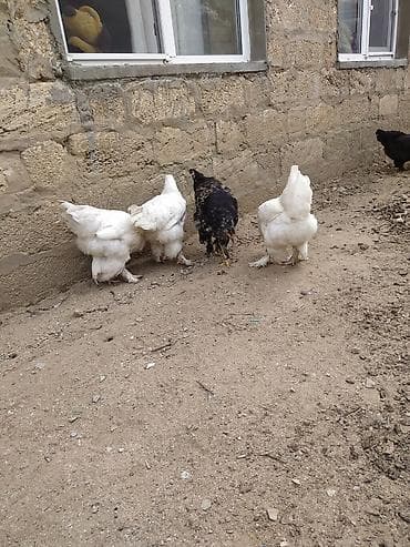 broyler cuce satisi: Toyuq, Yumurtalıq — 6