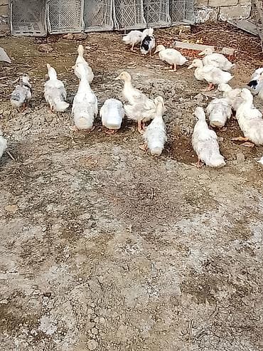 Dovşanlar: Pekin ördəyi sağlam heyvanlardı ətlik və yumurtalıq cinsdir.1ay — 3