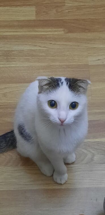 K/t heyvanları və malları: Şotland yastı qulaq, Dişi, Yaxşı əllərə, Ünvandan götürmə — 2