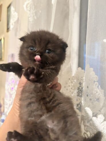 İtlər: Şotland yastı qulaq, Dişi, Yaxşı əllərə, Ünvandan götürmə — 9