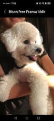 мальтийская болонка цена в баку: Bişon Frize, 1 il, Erkek, Sənədli, Ünvandan götürmə — 1