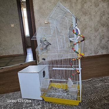 danışan quşlar: Nymph (kakadunimf) tutuquşusu (erkek ile disi), iri qəfəs və — 4