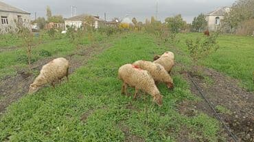pişiyə verilən adlar: Məhsul: 5 baş Qoyunlar (anaç və gənc başlar) Təsvir: - Şəkillərdə — 2