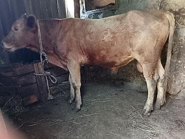 inek sortlari: Erkək, Simental, il: 9, 95 kq, Ətlik — 1
