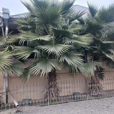Kasalar: Məhsul: Dekorativ palma ağacları (fan-tipli yarpaqlı) 📌 Başlıq — 2