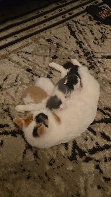 ev pişiki: Dişi, Yaxşı əllərə — 1