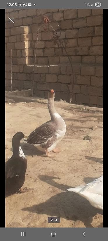 qu quşu və çöl qazı: Qazlar yumurtayirlar bezileri 8 ayliq - Təsərrüfatda saxlanılan — 4