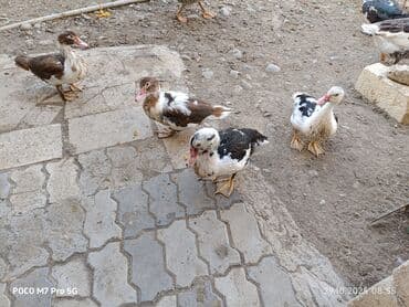 ördək balası və cücə: Salam Aleykum təmiz sort Lal ördekler satıram. ☝️ - Şəkillərdə 4 ədəd — 3