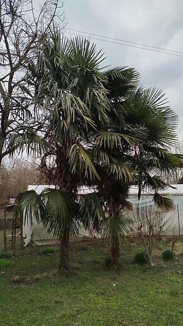 Tinglər: 2 ədəd palma ağacı satılır(birini də ala bilərsiz) Boyu 5metrdən — 1