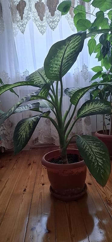hilba bitkisi nedir: Dieffenbaxiya (Dieffenbachia) – iri, zolaqlı yarpaqları olan dekorativ — 2