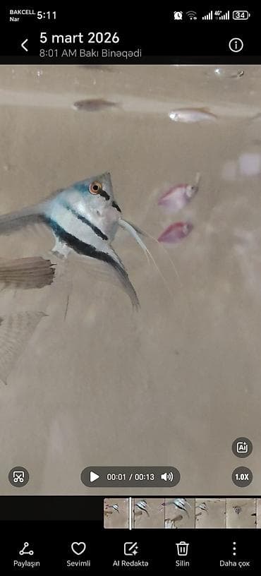 canlı yem: Məhsul: Akvarium üçün Skalyar balıqları (Pterophyllum scalare) — 3