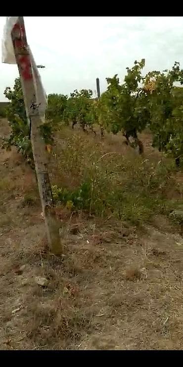 torpaqlarin satisi: 2 sot, Kənd təsərrüfatı, Makler, Kupça (Çıxarış) — 7