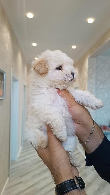 qoyun iti balasi: Pudel, 2 ay, Erkek — 5