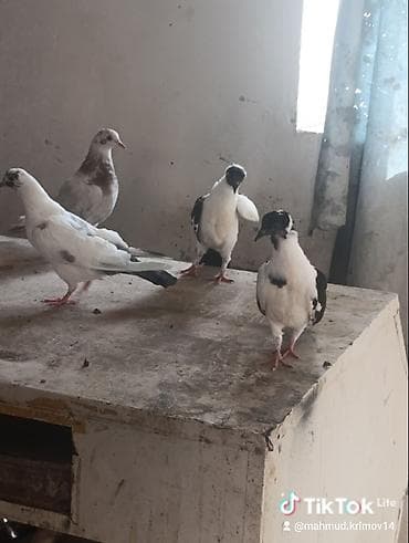 pidbul balası: 1əbrəş maya-1 göy quyruq çilbaş maya-2dənə baladan çıxma qarabaş — 7