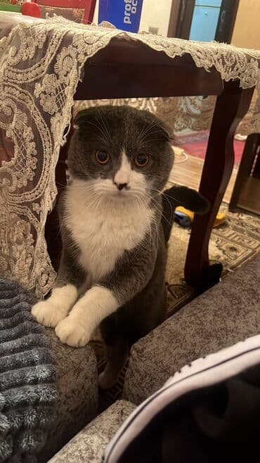 Lincoln: Шотладская вислоухая, Самец, Для вязки — 4