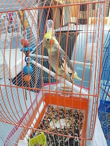 korella cüt: Korella karella erkəy disi hazir quslar bala quslar dərmanlari verilib — 4