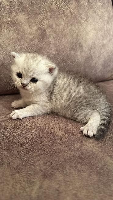 Digər heyvanlar: Şotland yastı qulaq — 3