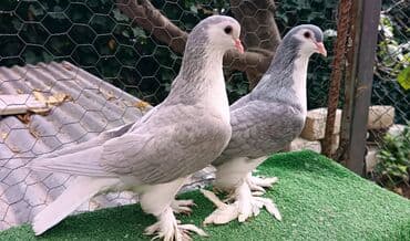 goyercin uzuyu: 1cut delfin sahiblendirilir Yasamaldadi - Növ: dekorativ — 2