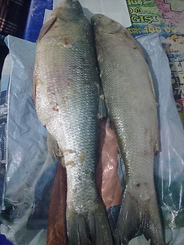 Mürəbbələr: Təzə balıq – iri ölçülü nümunələr Məhsul haqqında: - Şəkillərdə — 3