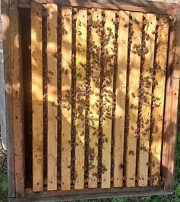 bal arısı satışı: Arı ailəsi satılır . ramkası 28 manat . cinsi Bakvas Karnika — 3