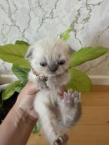 paroda pişik: Şotland yastı qulaq — 1