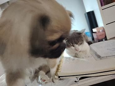 heyvan bazari itler: Pekines — 4