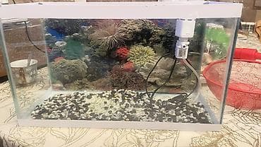 akvarium aksesuarlari: Akvariumlar — 1