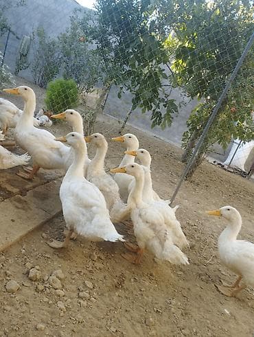 Ördək 2ay 15günlük Pekin ördəklər satılır ədədi 8m — 1