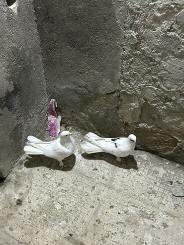 cins ineklerin qiymeti: Cutu 15 manat sonduu — 1