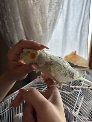 сетка для клетки попугая: Sarı və boz rənglərdə olan bu nimf tutuquşusu, parlaq narıncı yanaq — 1