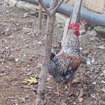 şotland sallaqqulaq pişiyi: Yeri 25 AZN XARKO 30AZN HAMISI XORUZDU — 1