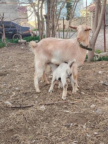 heyvanlar keci: Südçü keçi ana bala ilə birlikdə - Növ: yerli südçü keçi - Tərkib — 2