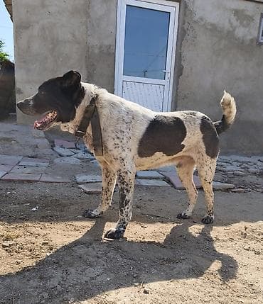ит мурун: Алабай, 1 год, Самец, С прививками — 3