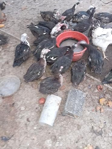 lider 55 cuce: Lal ördək — 1