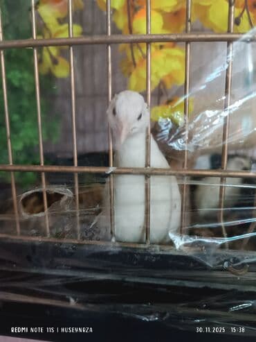 bıldırcın: 1 erkek 2 dişi çin bildirçinləri satılır yumurtayan quşlardı qiymet 3 — 4