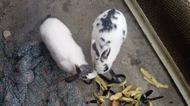 dovşanın balasına nə deyilir: Məhsul: Ev dovşanları (2 ədəd) Təsvir:2 eded böyük 1 erkek 1 — 7