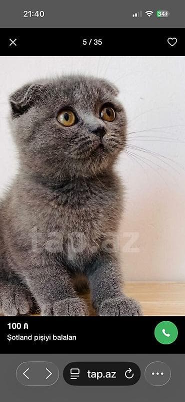Кошки: Шотладская вислоухая — 3