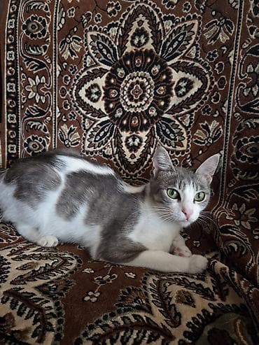 Yaxşı əllərə lalafo.az -da Yaxşı əllərə