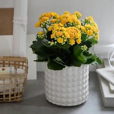 Kalanxoe (Kalanchoe blossfeldiana) – saksı bitkisi - Rəngli, çoxlu