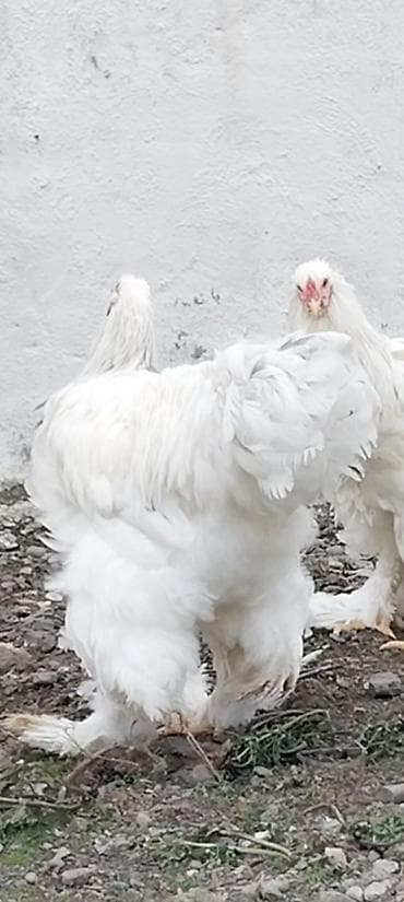 yasil bas ordek: Toyuq, Brama, Damazlıq — 2