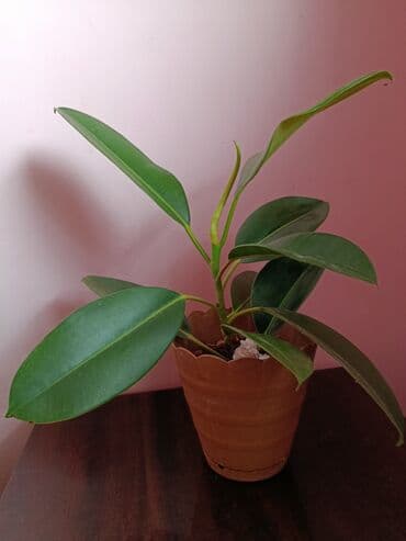 xan çinar: Fikus, 5 AZN dən başlayan qiymətlərlə — 1