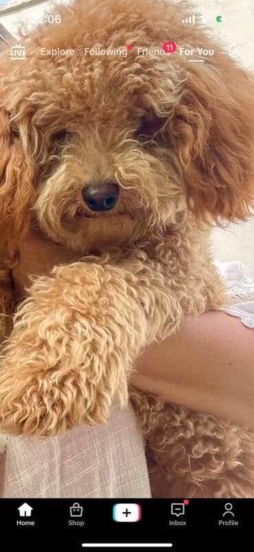 той пудель цена в баку: Пудель, 2 года, Самец, Для вязки — 12