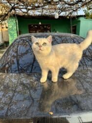 pişik erkek: Britan, Erkək — 4