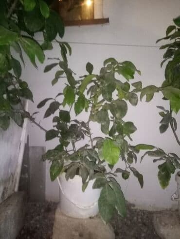 pomidor toxumu qiymeti: Saksıda limon ağacı 3 ədəd mövcuddur. Bir ədədi 30Azn daima — 2