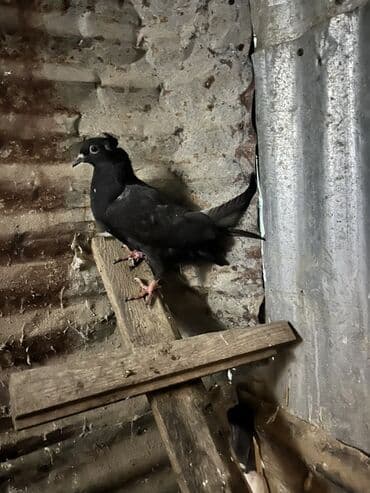 cütleşdirme: Məhsul: Göyərçinlər (şəkillərdəki quşlar) Təsvir: - Rənglər: qara — 2