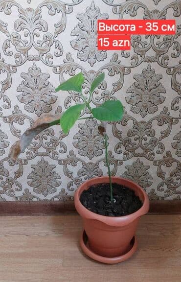 püstə ağacı: 🌱 Авакадо. Красивые деревья из косточки, были посажены дома около 5-ти — 6