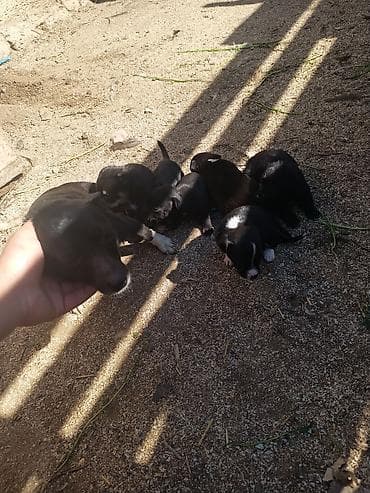 xacmaz heyvan bazari: Zvanok it balaları — 2
