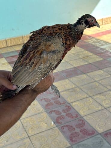 itlerin pulsuz verilmesi: Qafqaz qırqovulu, həm Qafqaz, həm də Qırqovulu növlərinin — 4